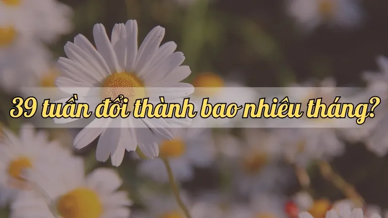 39 tuần đổi thành bao nhiêu tháng? Cách tính thời gian chính xác nhất