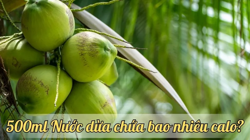 500ml Nước dừa chứa bao nhiêu calo? Tìm hiểu dinh dưỡng của nước dừa