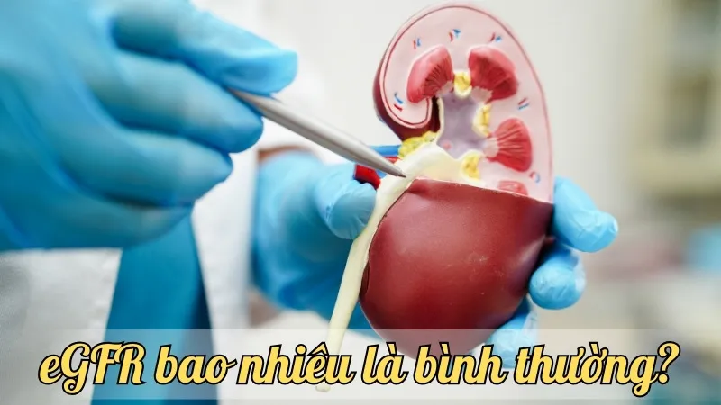 eGFR bao nhiêu là bình thường? Hướng dẫn đầy đủ về giá trị eGFR