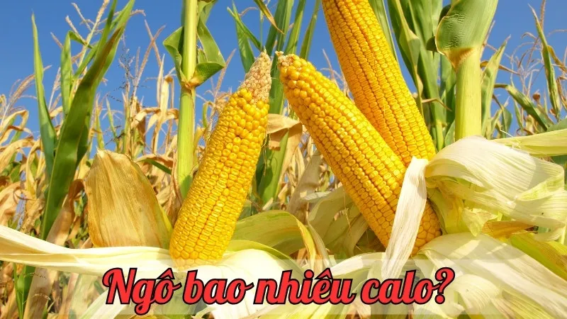 Ngô bao nhiêu calo? Hướng dẫn tính toán calo trong các loại ngô