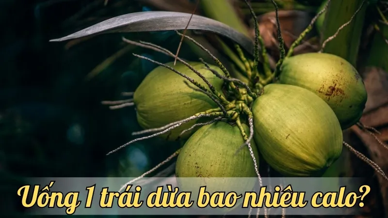 Uống 1 trái dừa bao nhiêu calo? khám phá số calo trong nước dừa