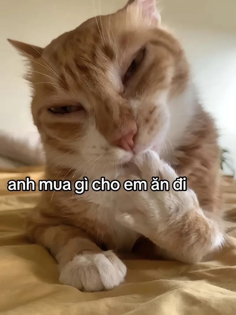 Mèo bựa meme mèo cực kỳ đáng yêu, chắc chắn sẽ làm bạn không thể nhịn được cười.