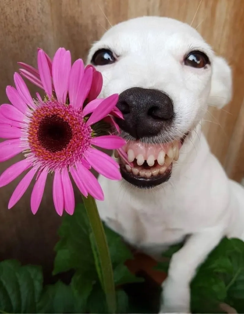 Smiling dog meme sẽ khiến bạn cảm thấy hạnh phúc chỉ với một nụ cười.