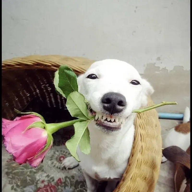 Meme dog smile sẽ làm bạn bật cười mỗi khi nhìn thấy nụ cười dễ thương của chú chó.