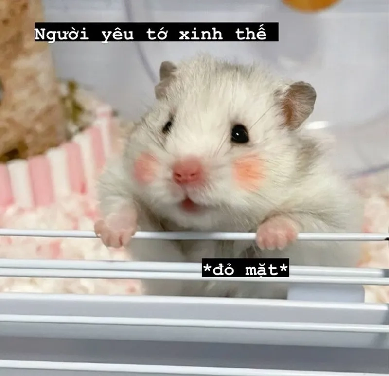 Cùng thưởng thức những hình ảnh chuột hamster meme hài hước và dễ thương.