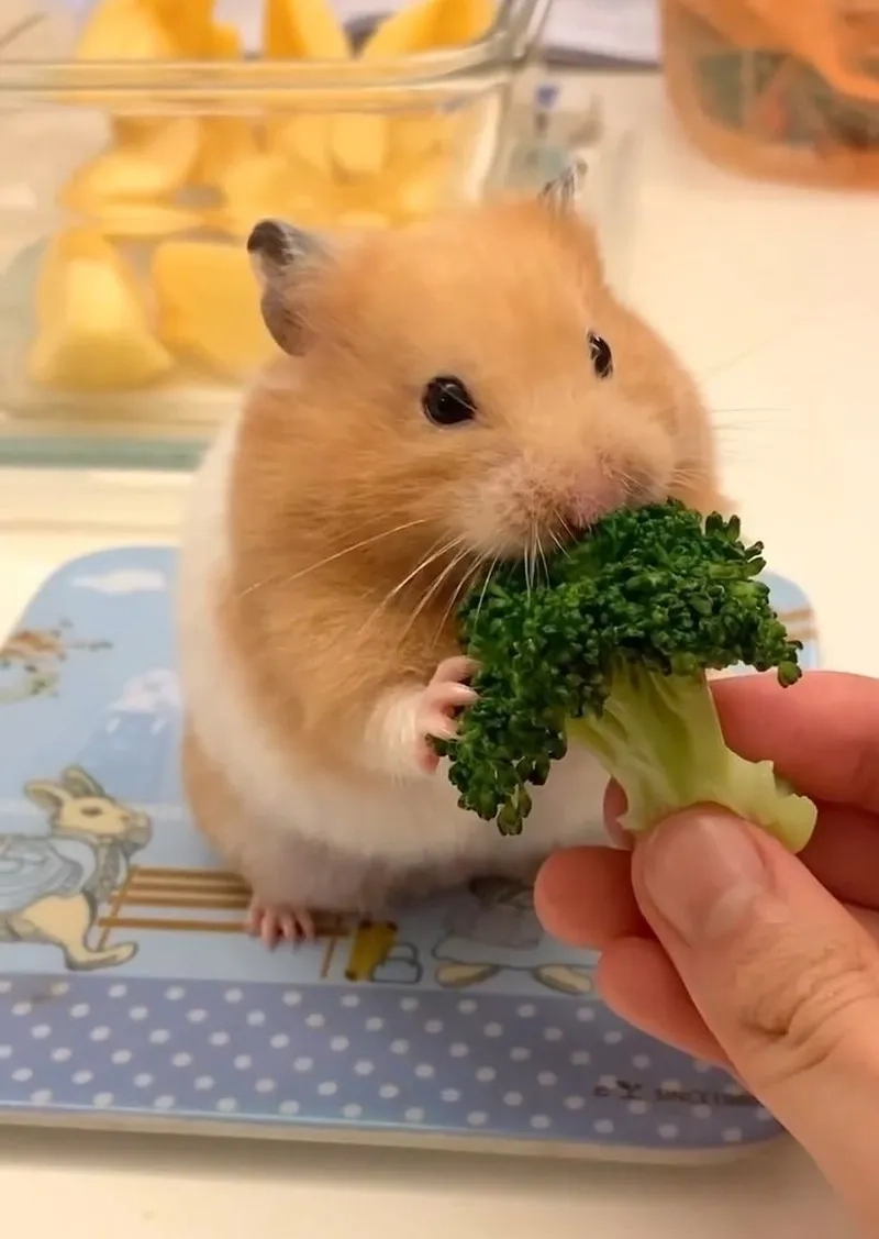 Meme ảnh chuột hamster chế là sự kết hợp hoàn hảo giữa sự sáng tạo và hài hước.