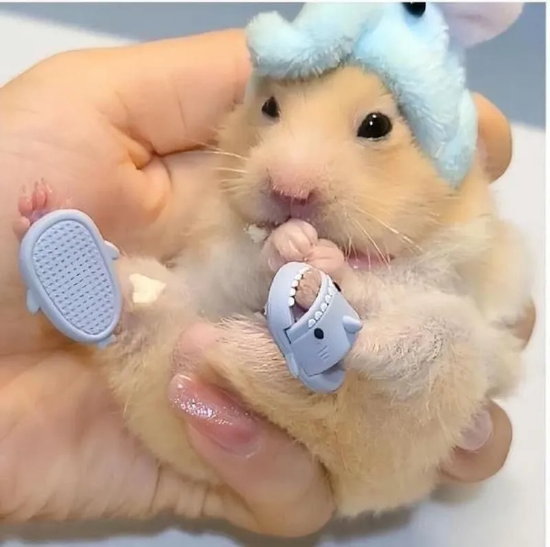 Hamster ăn chuối meme sẽ làm bạn không thể không 