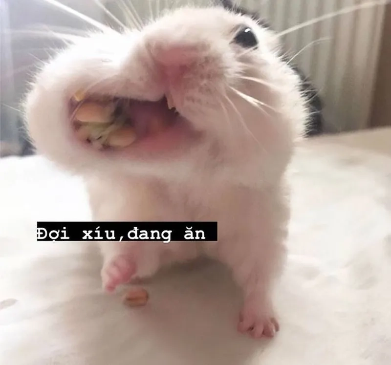 Meme chuột hamster ăn chuối khiến bạn phải ngạc nhiên và cười suốt.