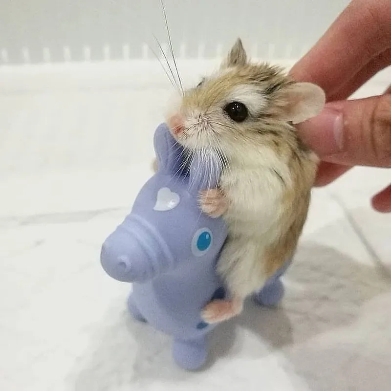 Những ảnh con chuột hamster meme đầy đáng yêu sẽ làm ngày của bạn thêm phần tươi sáng.