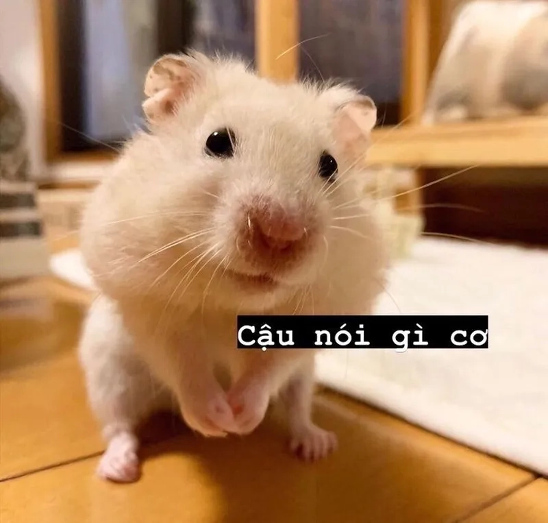 Những ảnh meme chuột hamster là nguồn động viên không thể thiếu trong ngày của bạn.