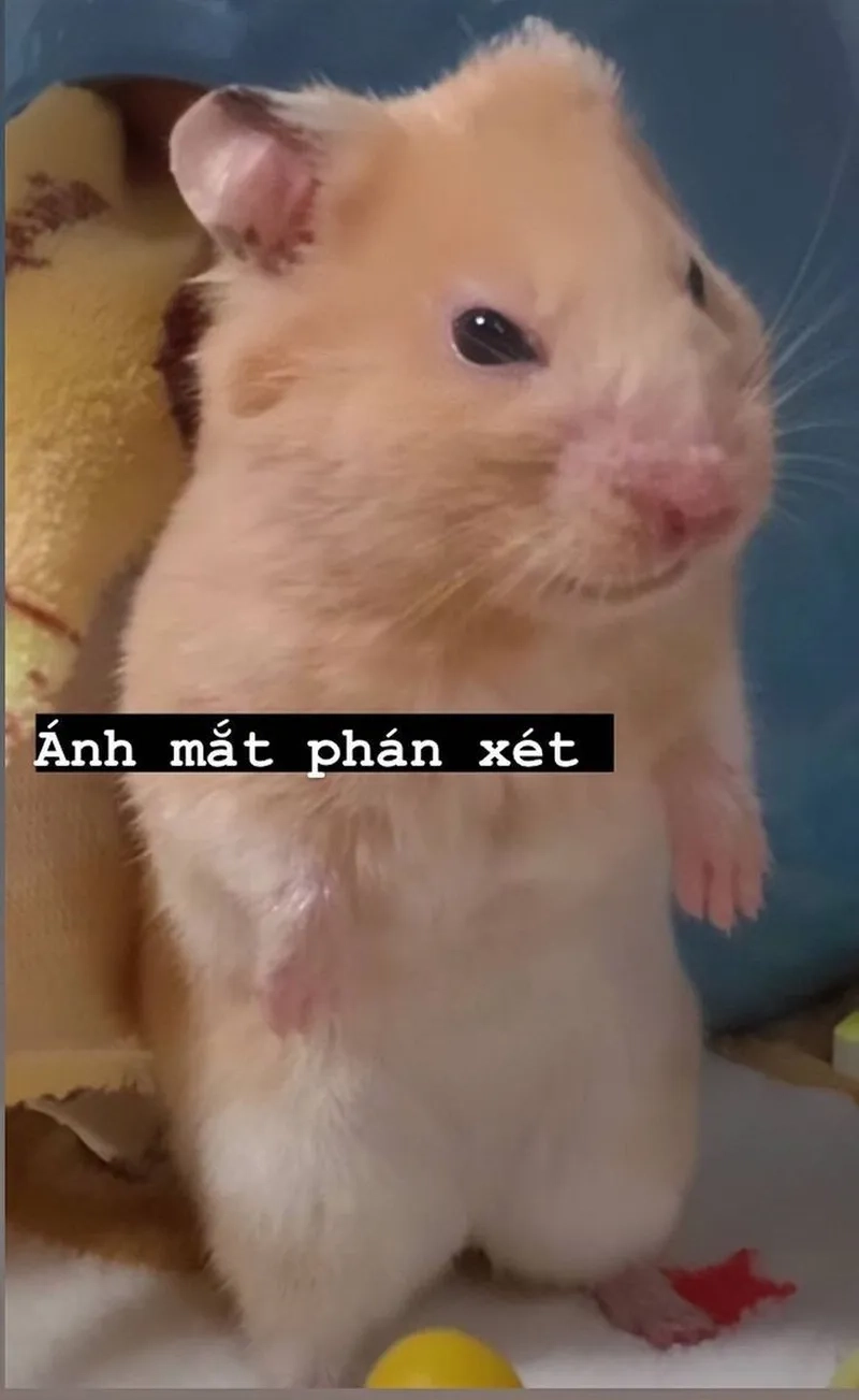 Ảnh chuột hamster meme chắc chắn sẽ mang lại cho bạn những phút giây thư giãn tuyệt vời.