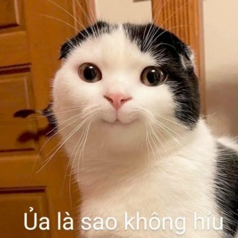 Meme hài bựa người luôn khiến bạn bật cười với những tình huống cực kỳ hài hước.