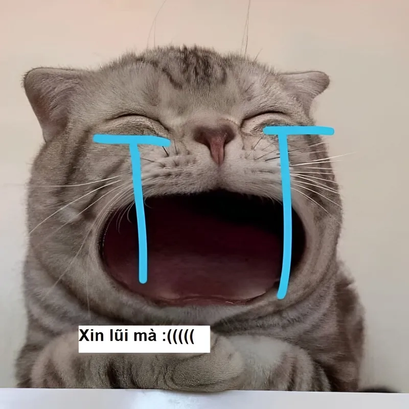 Chọn ảnh meme xin lỗi người yêu để thể hiện sự đáng yêu.