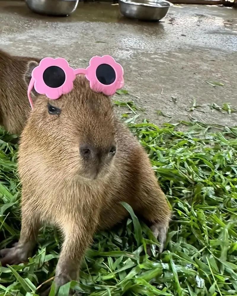 Capybara cute meme dễ thương, khiến bạn phải mỉm cười ngay khi nhìn thấy.