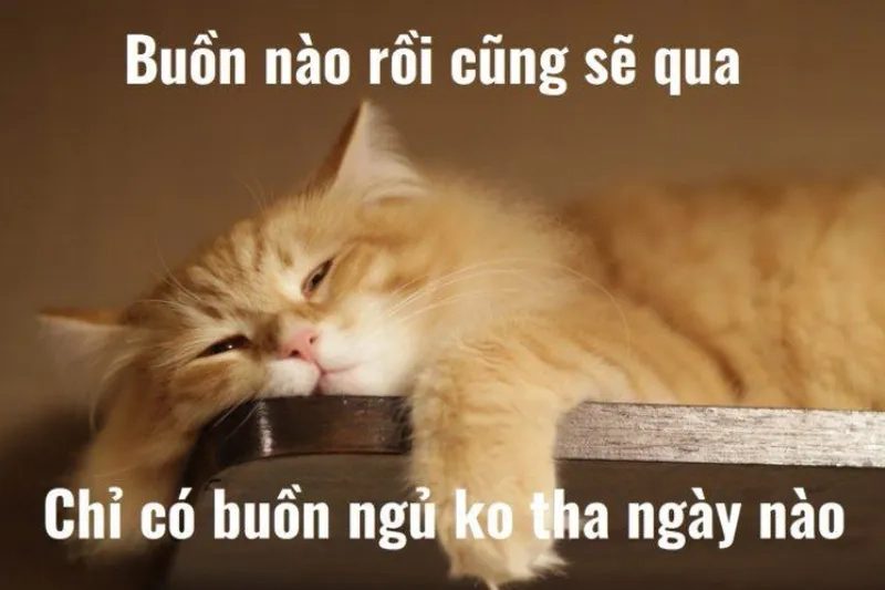 Meme chó ngủ dễ thương sẽ làm bạn cảm thấy ấm áp và thư giãn ngay lập tức.