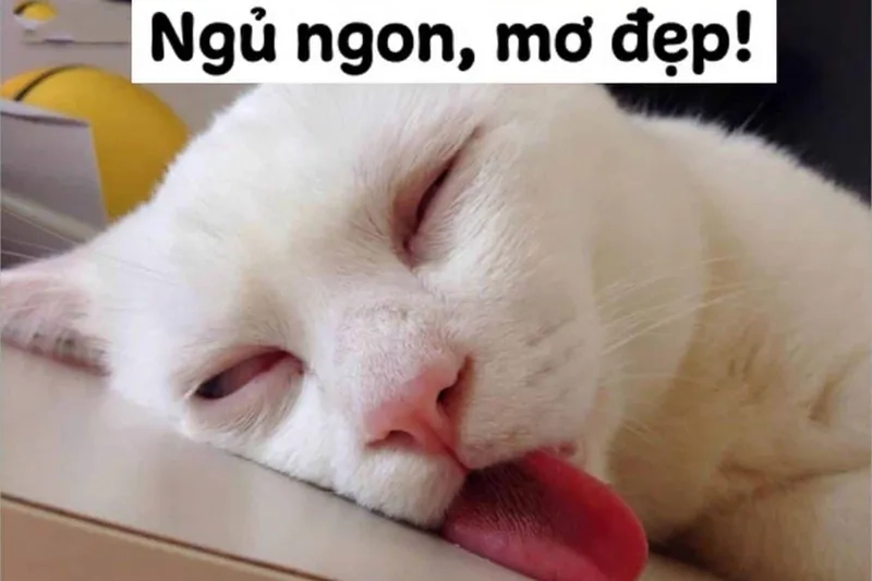 Meme chúc ngủ ngon ma mang đến một không khí vui nhộn trước khi bạn chìm vào giấc ngủ.