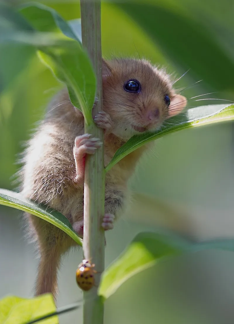 Meme hamster đuôi dài là một hình ảnh dễ thương và hài hước mà bạn không thể bỏ qua.