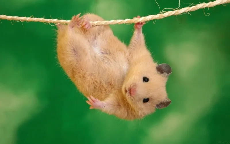 Chuột hamster meme luôn là một phần không thể thiếu trong bộ sưu tập meme của bạn.