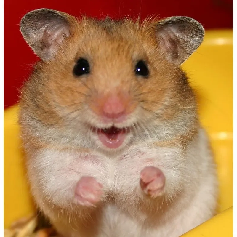 Meme hamster mang lại những khoảnh khắc đáng yêu và hài hước không thể bỏ qua.