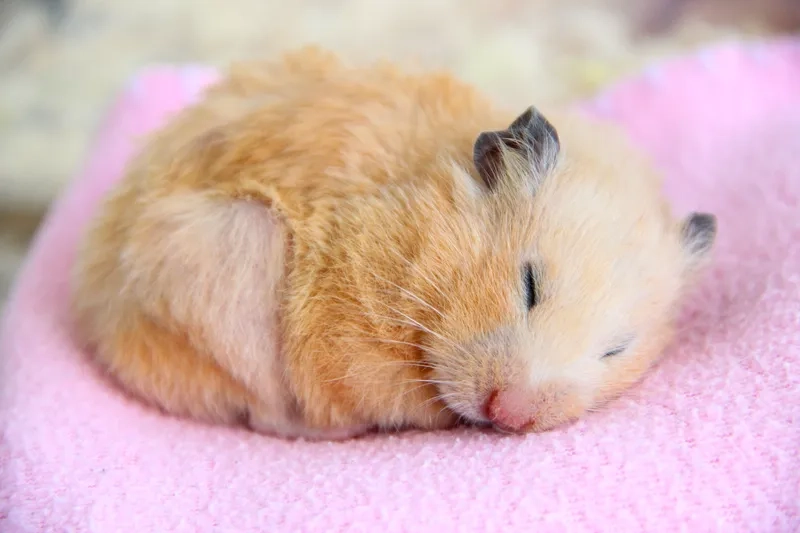 Meme chuột hamster luôn là một lựa chọn thú vị để làm ngày của bạn thêm vui.