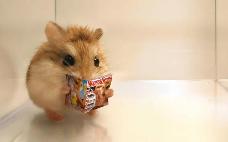 Meme hamster mắt to khiến người xem phải thốt lên 