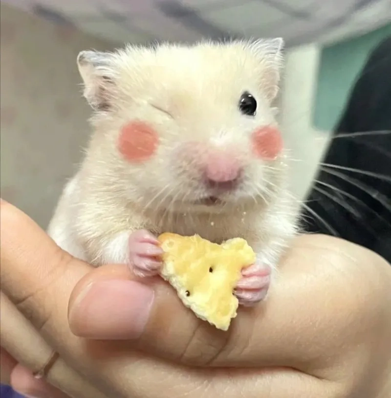 Meme con chuột hamster luôn là biểu tượng của sự dễ thương và vui nhộn trên internet.