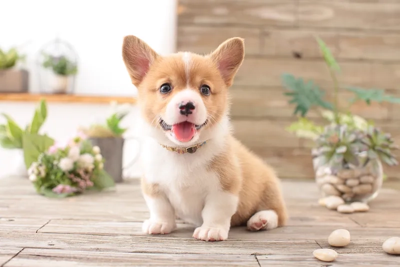 Cat and dog meme mang đến những tình huống vui nhộn giữa chó và mèo.