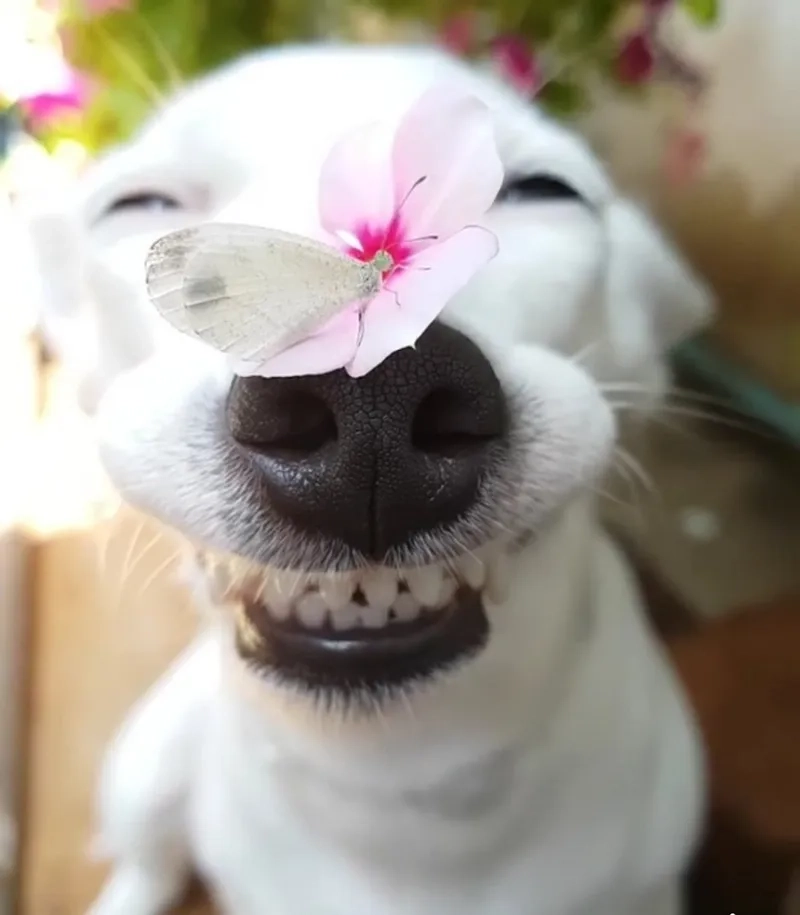 Dog laughing meme khiến mọi người cười nghiêng ngả với tiếng cười vui nhộn.