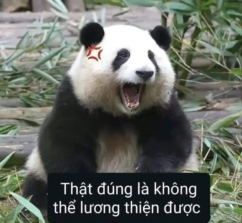 Ảnh meme hài hước bựa chắc chắn sẽ làm bạn không thể ngừng cười với sự ngớ ngẩn.