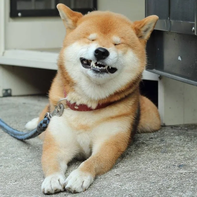 Meme chó shiba chibi cute mang đến vẻ ngoài dễ thương, thu hút mọi ánh nhìn.