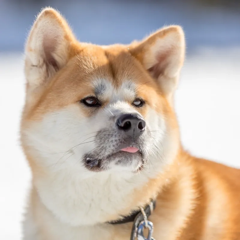 Chó shiba cheems meme khiến người xem cười nghiêng ngả với nét mặt hài hước.