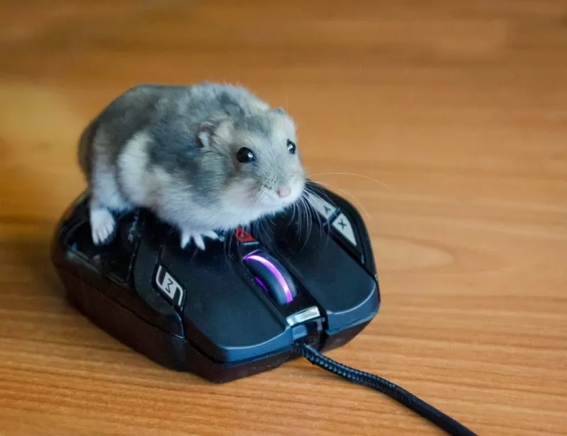 Khi chuột hamster trở nên cute, meme của chúng khiến ai cũng phải yêu thích.