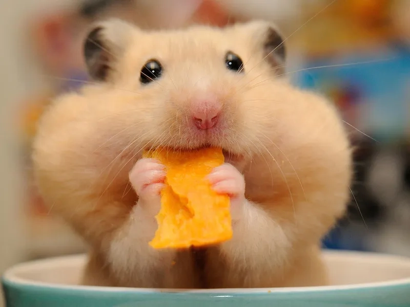 Đừng bỏ qua những meme hamster 