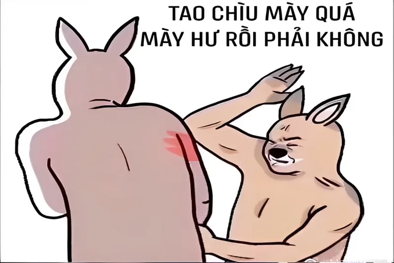 Meme mèo đánh lộn tạo ra những tình huống 