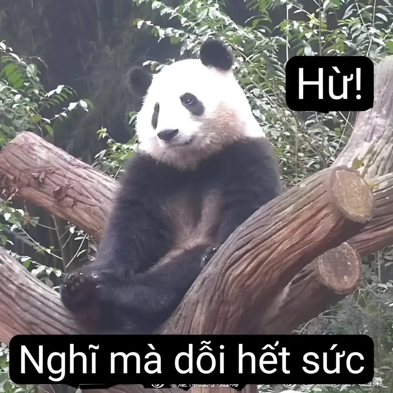 Gấu hồng trong meme dễ thương và rất bựa, gây cười không ngừng.