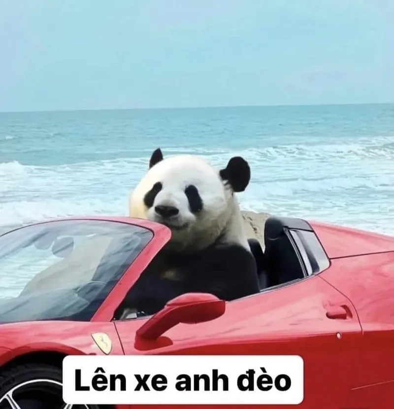 Con gấu hồng meme cực kỳ dễ thương, làm bạn bật cười ngay lập tức.