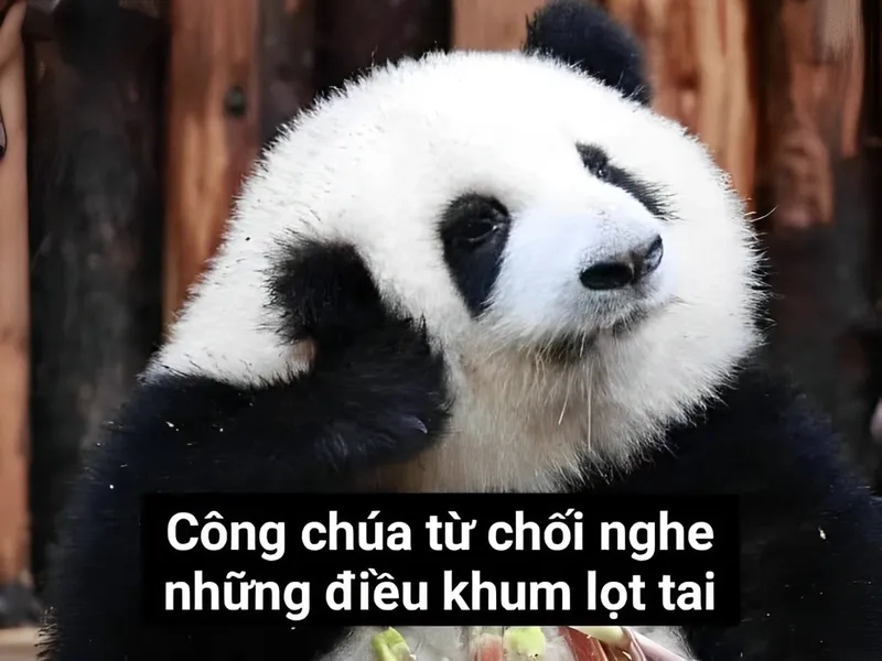 Meme gấu hồng loopy, cực kỳ dễ thương và gây cười.