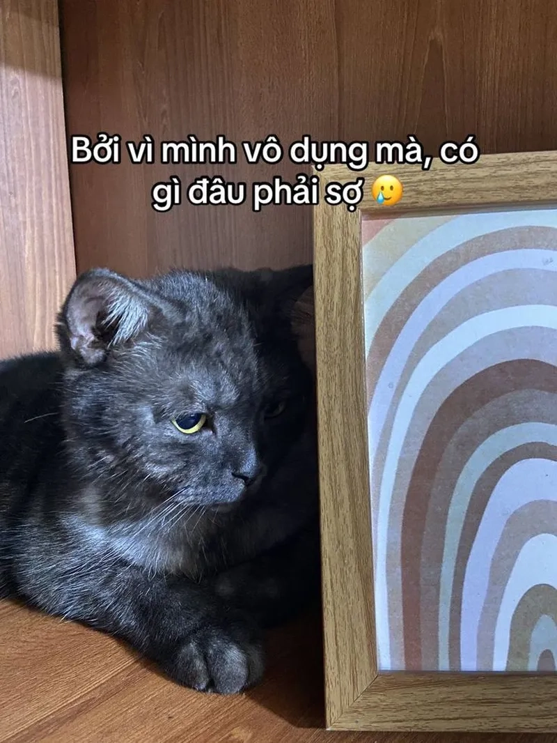 Meme mèo bựa cực kỳ buồn cười, giúp bạn có những giây phút thư giãn sảng khoái.