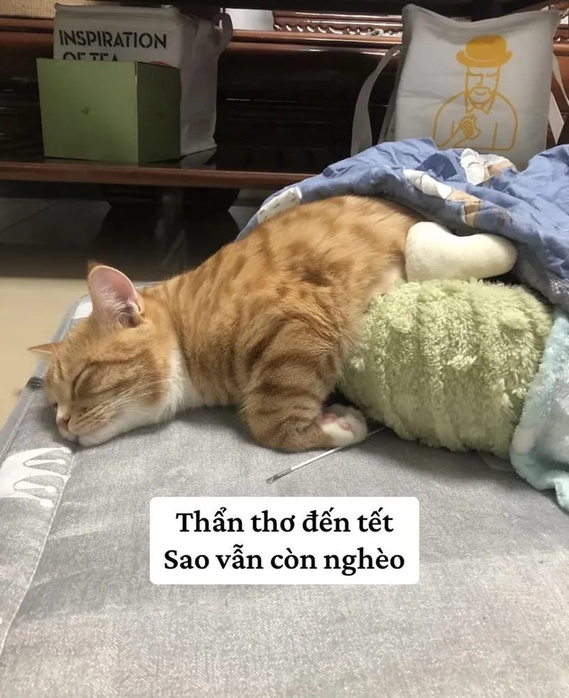 Ảnh meme mèo bựa cực kỳ thú vị với những tình huống gây cười không ngừng.