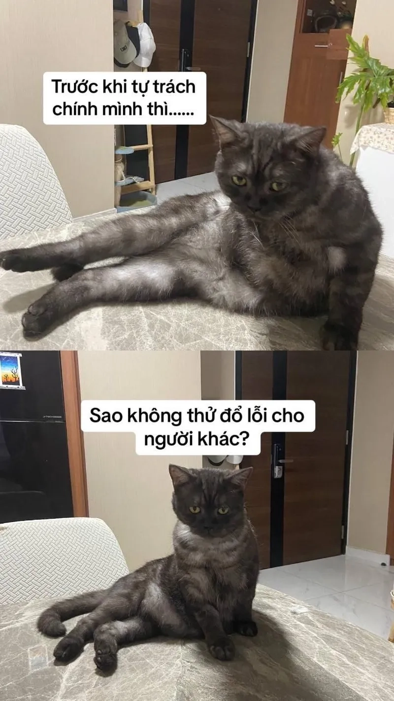 Mèo bựa meme gây cười không ngừng, đem đến những giây phút giải trí tuyệt vời.