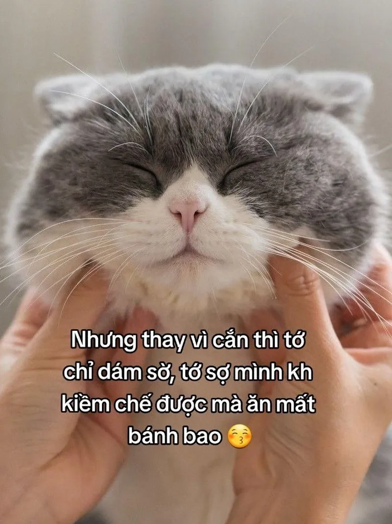 Ảnh meme mèo bựa khiến bạn không thể ngừng cười với các tình huống siêu bựa.