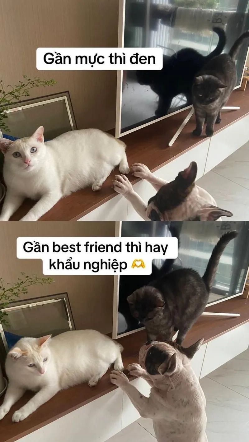 Những meme mèo bựa cực kỳ đáng yêu và hài hước, làm bạn cười không ngừng.