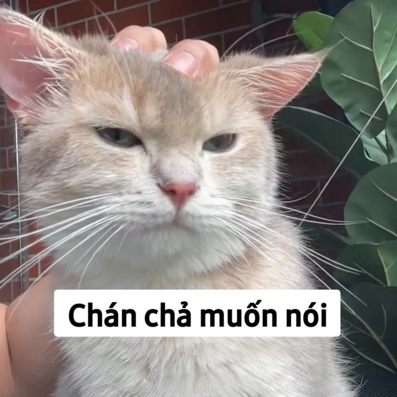 Meme mèo ôm đầu ngộ nghĩnh, diễn tả tâm trạng 