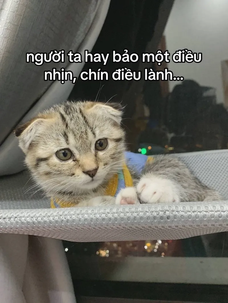 Meme mèo đáng yêu khiến ai cũng phải dừng lại ngắm nhìn.