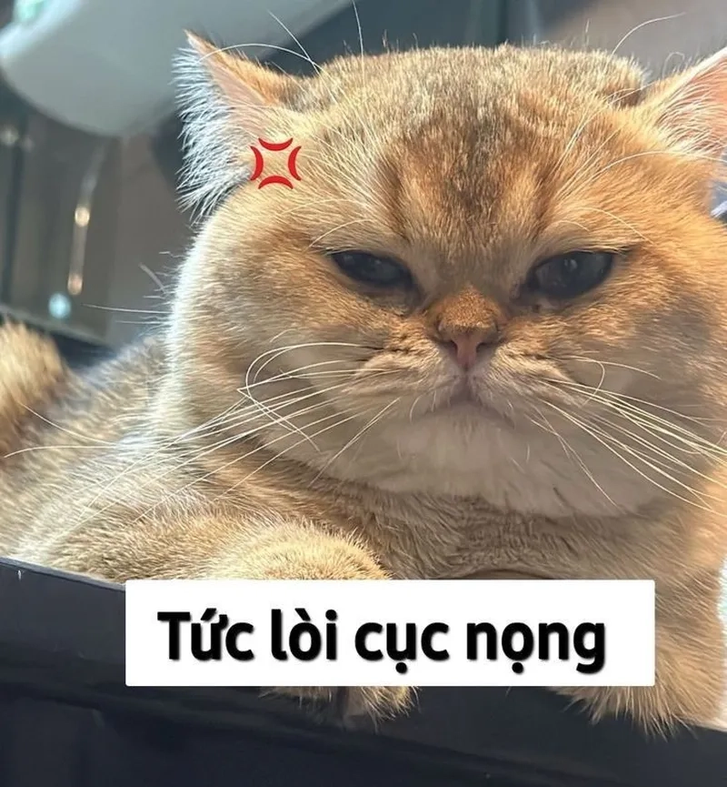 Trà sữa cũng phải ngầu, meme mèo uống trà sữa là hot trend hiện nay.