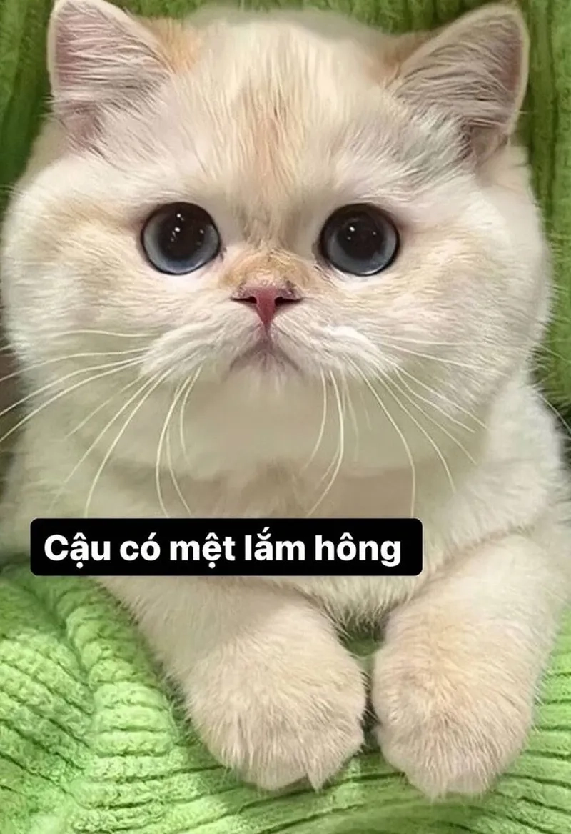 Meme mèo khóc che miệng đầy cảm xúc, thích hợp cho mọi hội thoại.