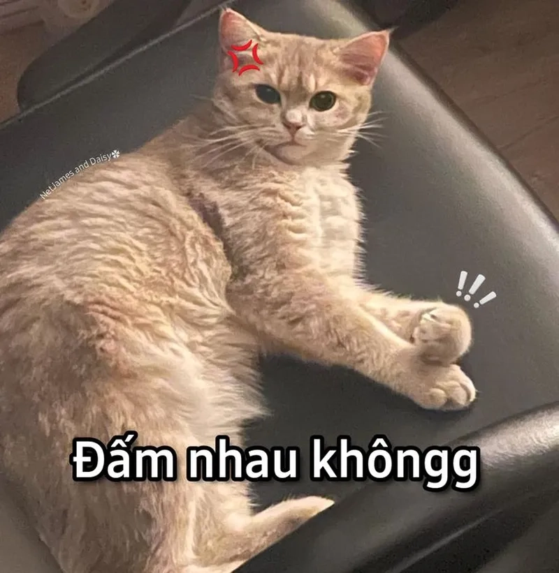 Tâm trạng khó tả? Meme mèo khóc like là sự lựa chọn hoàn hảo.