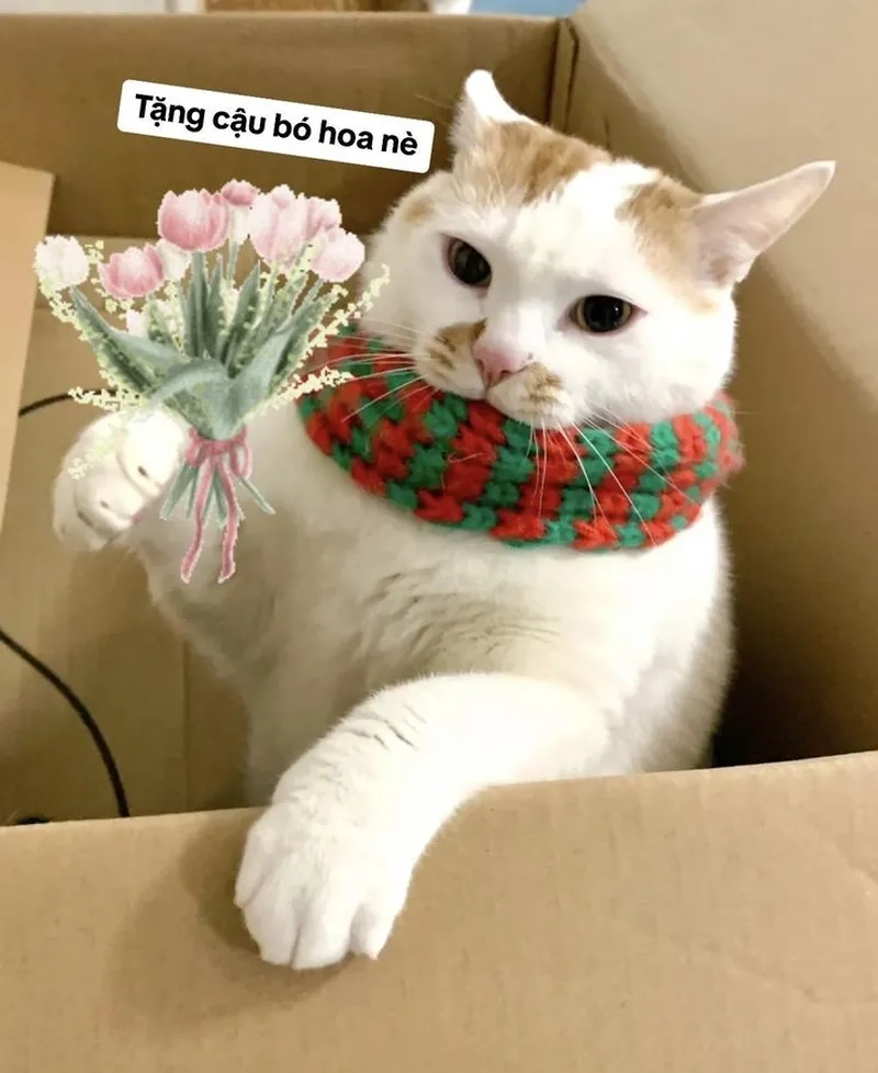 Meme mèo khóc cute nhưng khiến bạn không nhịn được cười!