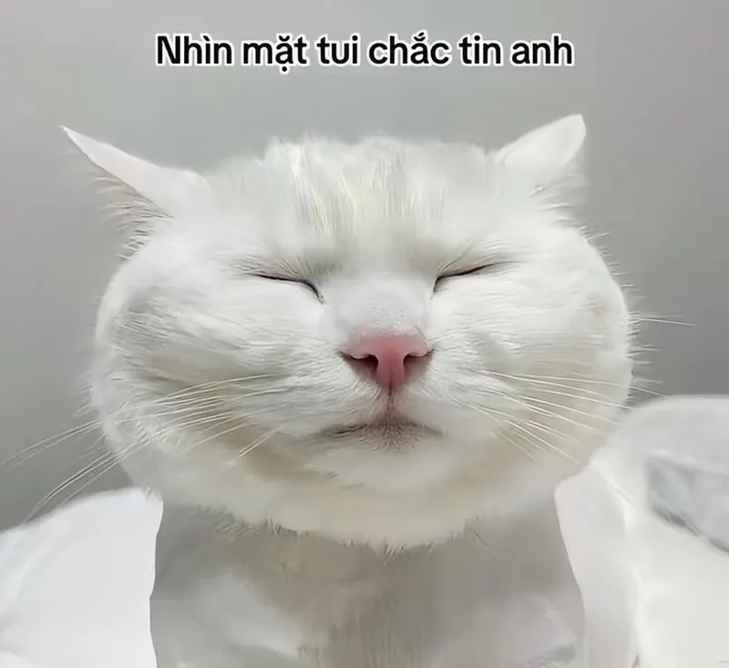 Chỉ tay nhưng cực ngầu, meme mèo cười chỉ tay là đỉnh cao hài hước.