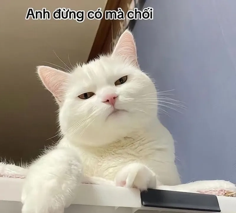 Biểu cảm meme mèo cười đểu, quá hài hước để không chia sẻ!